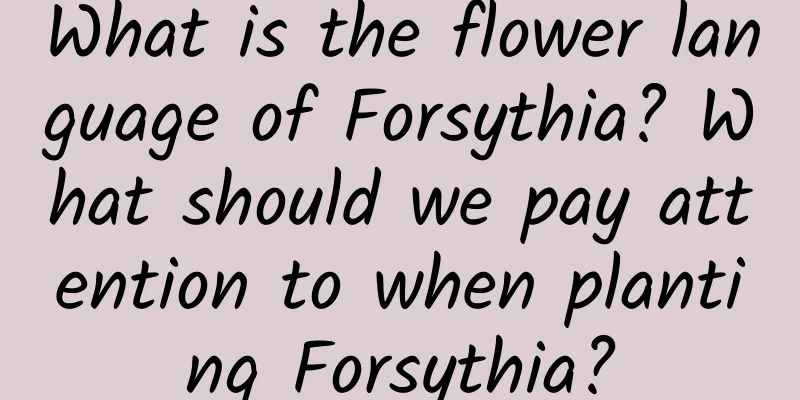 What is the flower language of Forsythia? What should we pay attention to when planting Forsythia?