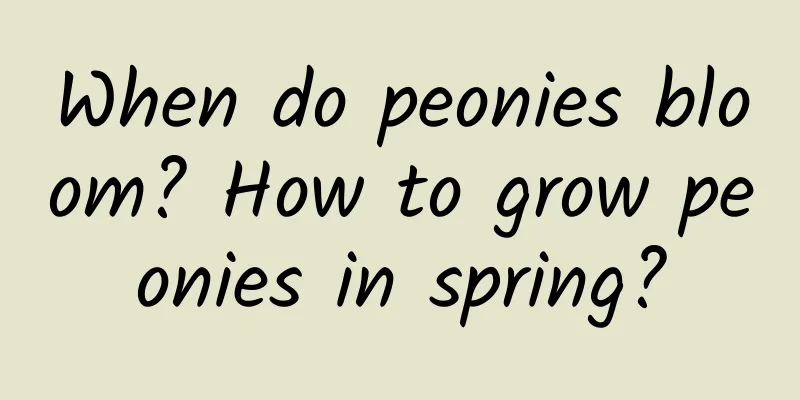 When do peonies bloom? How to grow peonies in spring?