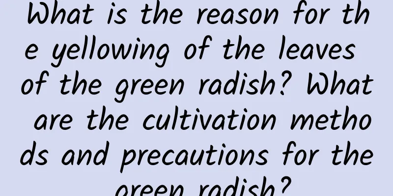 What is the reason for the yellowing of the leaves of the green radish? What are the cultivation methods and precautions for the green radish?