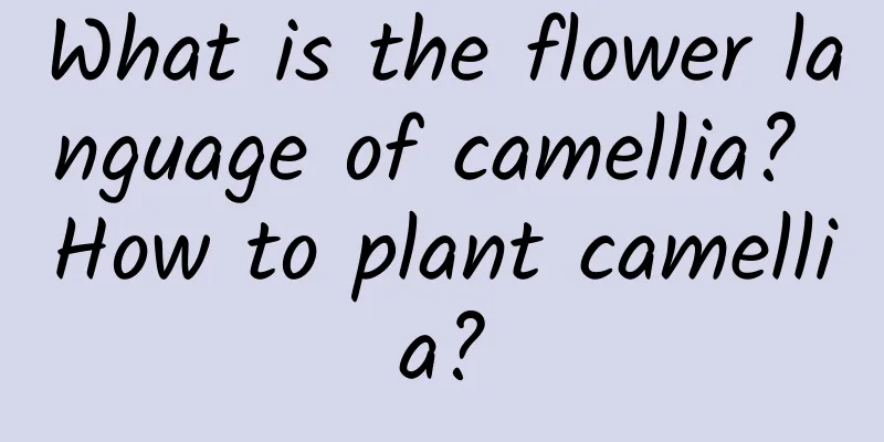 What is the flower language of camellia? How to plant camellia?