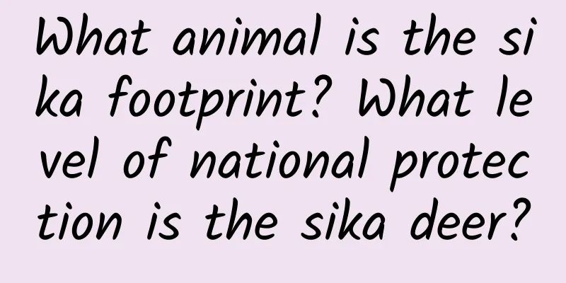 What animal is the sika footprint? What level of national protection is the sika deer?