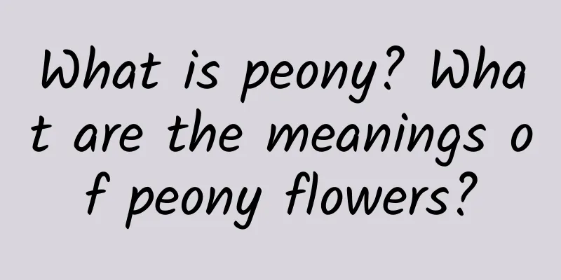 What is peony? What are the meanings of peony flowers?