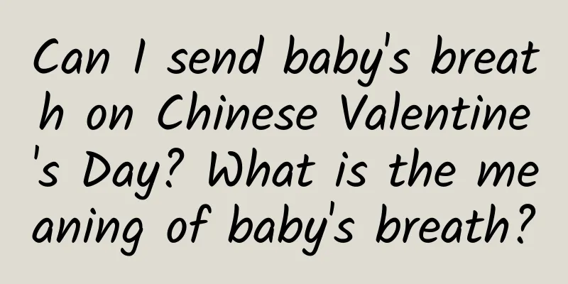 Can I send baby's breath on Chinese Valentine's Day? What is the meaning of baby's breath?