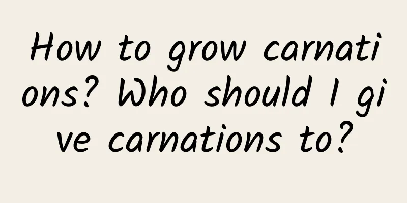 How to grow carnations? Who should I give carnations to?