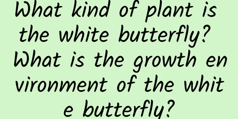 What kind of plant is the white butterfly? What is the growth environment of the white butterfly?