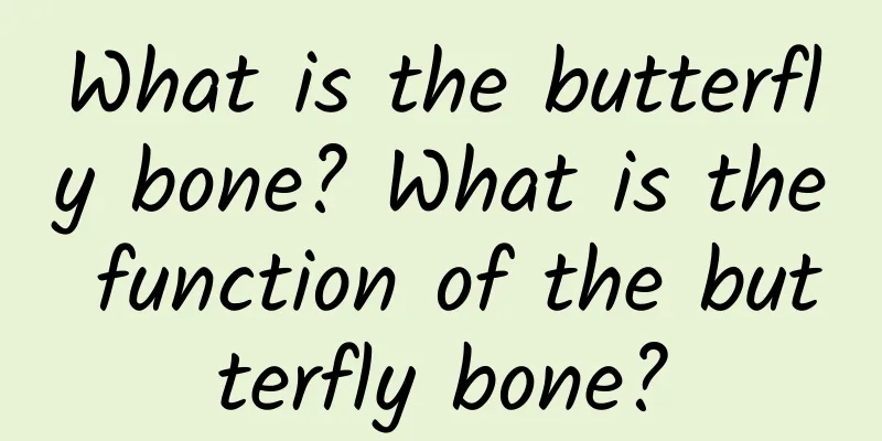 What is the butterfly bone? What is the function of the butterfly bone?