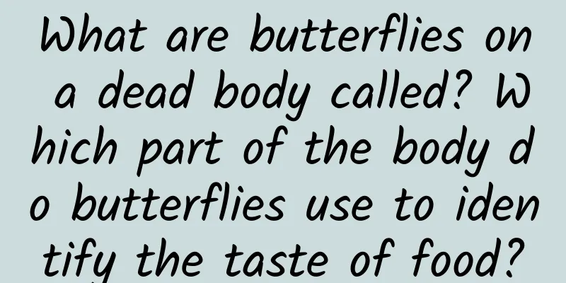 What are butterflies on a dead body called? Which part of the body do butterflies use to identify the taste of food?