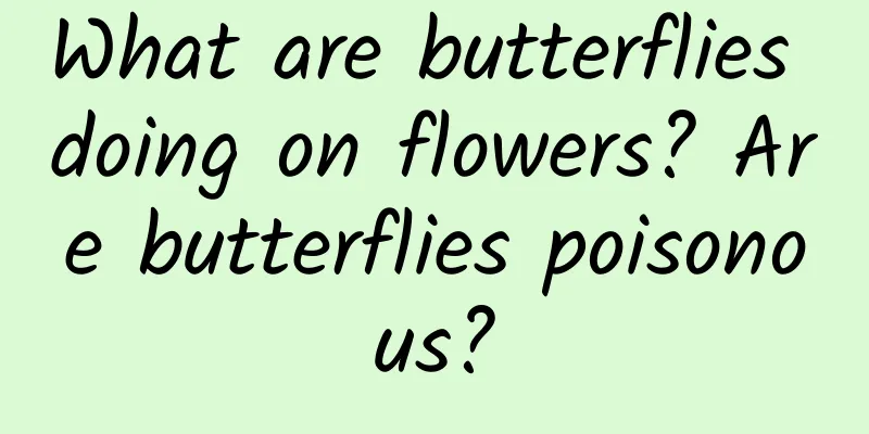 What are butterflies doing on flowers? Are butterflies poisonous?