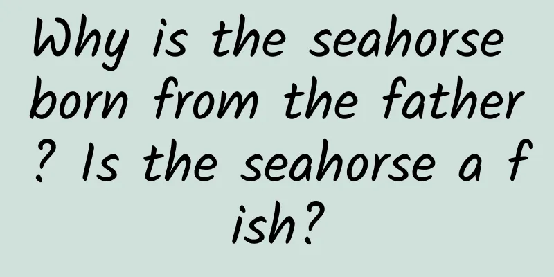 Why is the seahorse born from the father? Is the seahorse a fish?
