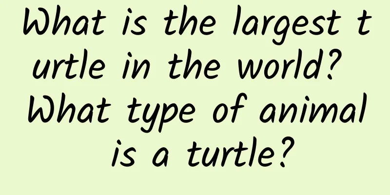 What is the largest turtle in the world? What type of animal is a turtle?