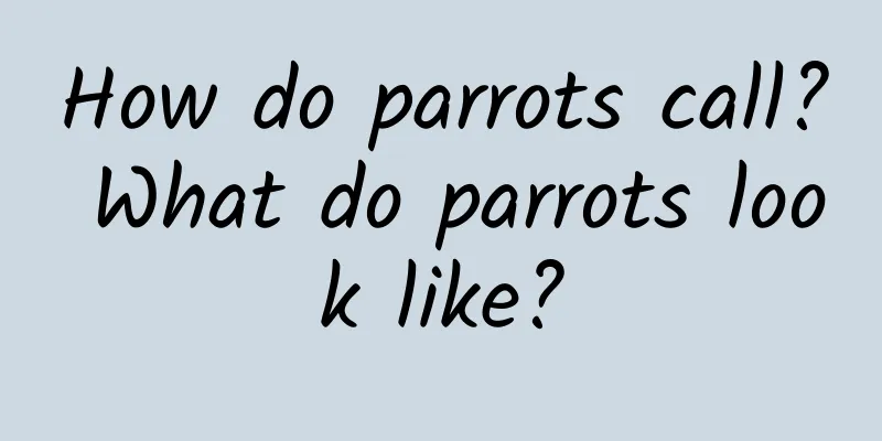 How do parrots call? What do parrots look like?