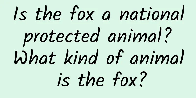 Is the fox a national protected animal? What kind of animal is the fox?