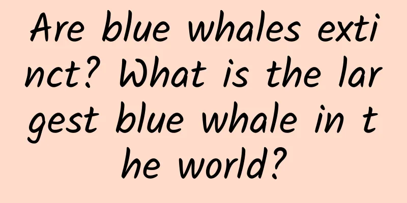 Are blue whales extinct? What is the largest blue whale in the world?