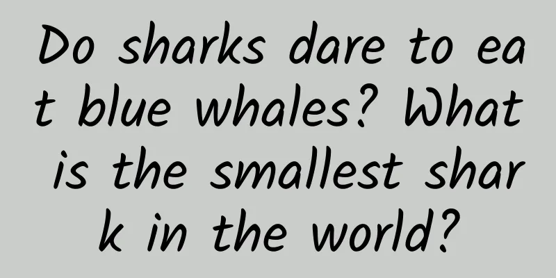 Do sharks dare to eat blue whales? What is the smallest shark in the world?