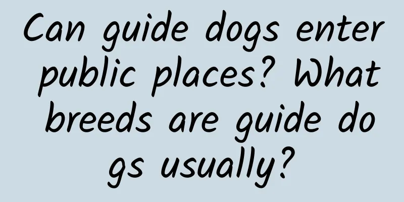 Can guide dogs enter public places? What breeds are guide dogs usually?