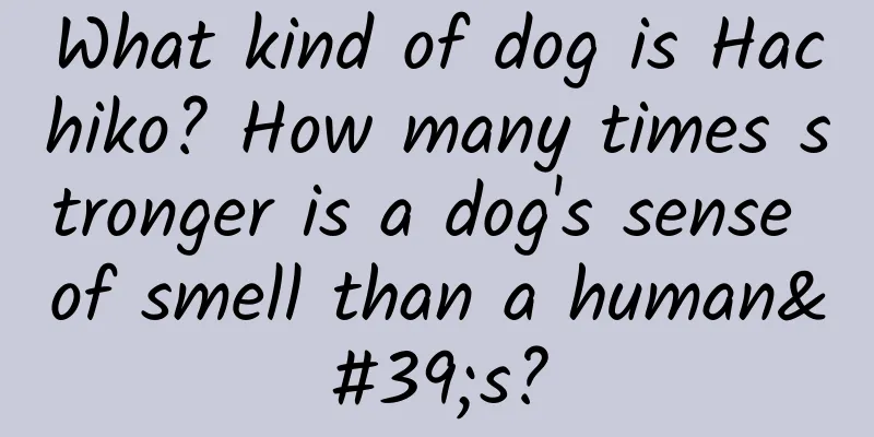 What kind of dog is Hachiko? How many times stronger is a dog's sense of smell than a human's?