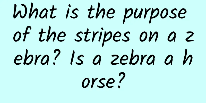 What is the purpose of the stripes on a zebra? Is a zebra a horse?