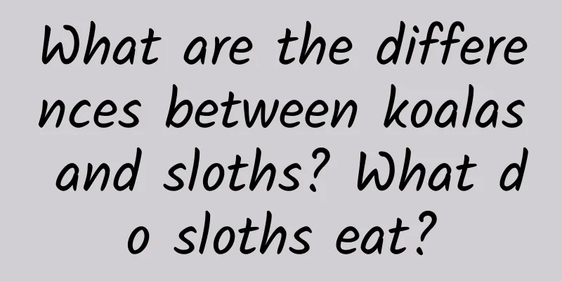 What are the differences between koalas and sloths? What do sloths eat?