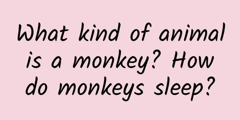 What kind of animal is a monkey? How do monkeys sleep?