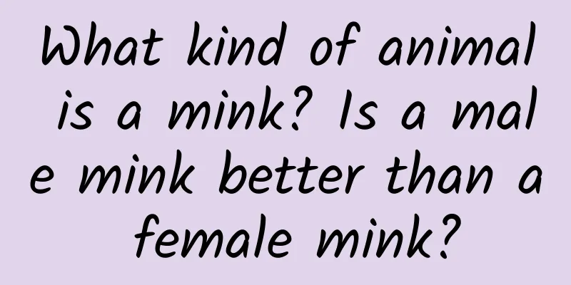 What kind of animal is a mink? Is a male mink better than a female mink?
