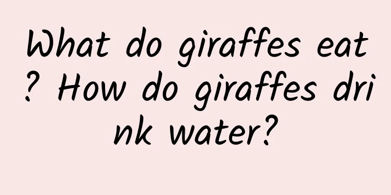 What do giraffes eat? How do giraffes drink water?