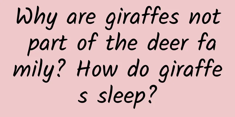 Why are giraffes not part of the deer family? How do giraffes sleep?
