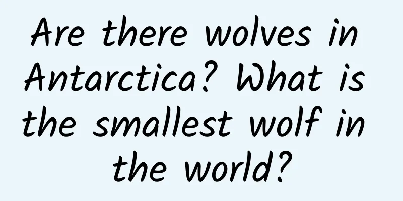 Are there wolves in Antarctica? What is the smallest wolf in the world?