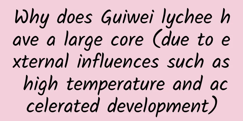 Why does Guiwei lychee have a large core (due to external influences such as high temperature and accelerated development)