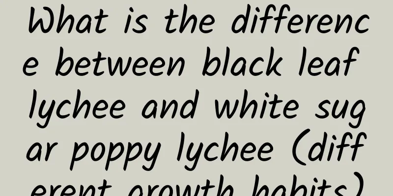 What is the difference between black leaf lychee and white sugar poppy lychee (different growth habits)