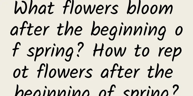 What flowers bloom after the beginning of spring? How to repot flowers after the beginning of spring?