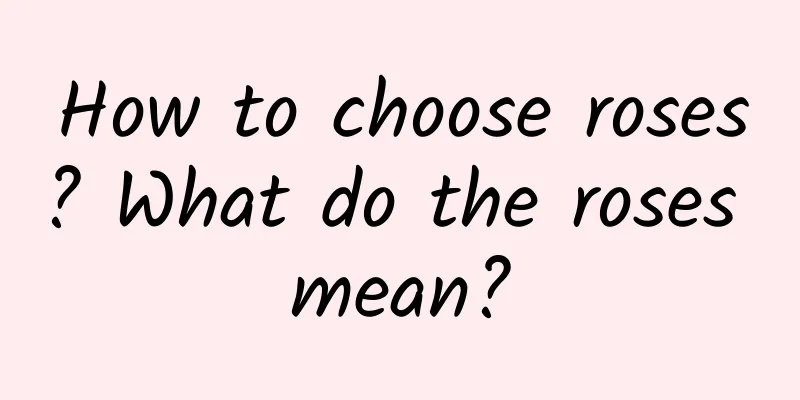 How to choose roses? What do the roses mean?