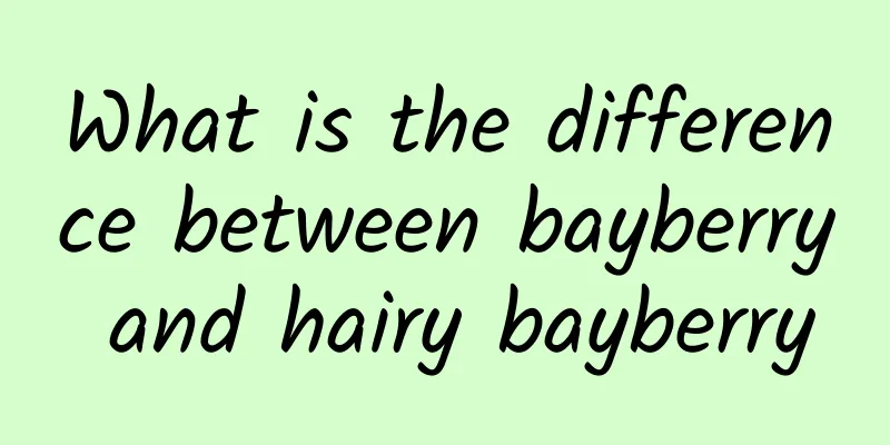 What is the difference between bayberry and hairy bayberry
