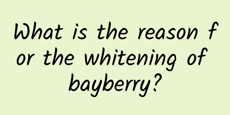What is the reason for the whitening of bayberry?