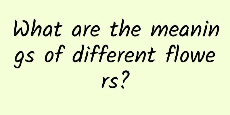 What are the meanings of different flowers?