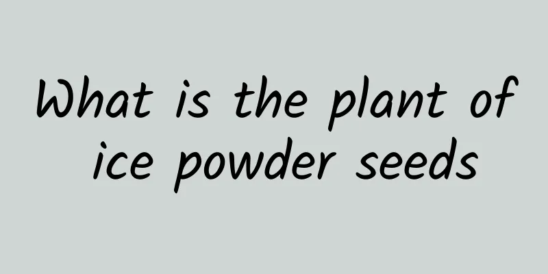 What is the plant of ice powder seeds