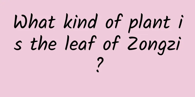 What kind of plant is the leaf of Zongzi?