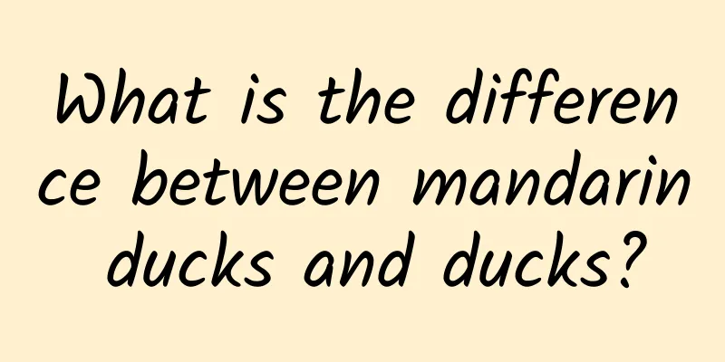 What is the difference between mandarin ducks and ducks?