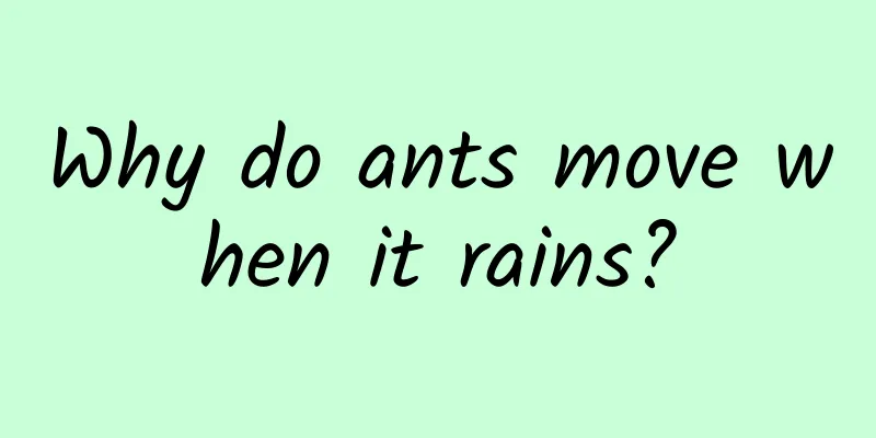 Why do ants move when it rains?