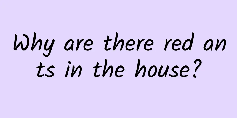 Why are there red ants in the house?