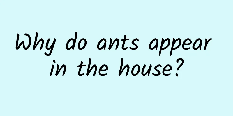 Why do ants appear in the house?