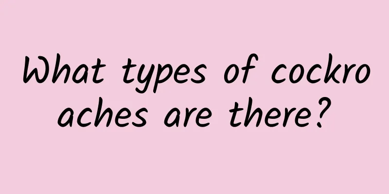 What types of cockroaches are there?