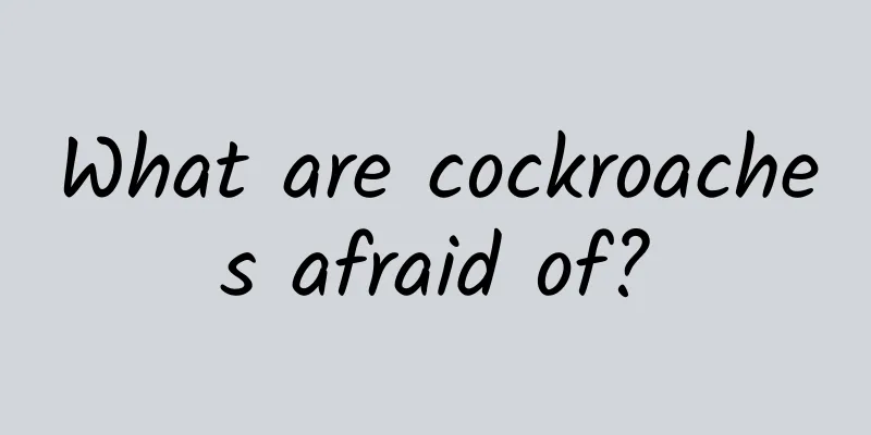 What are cockroaches afraid of?