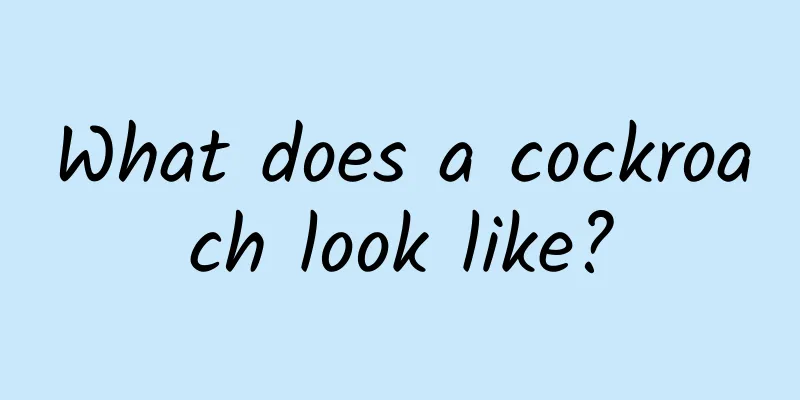 What does a cockroach look like?