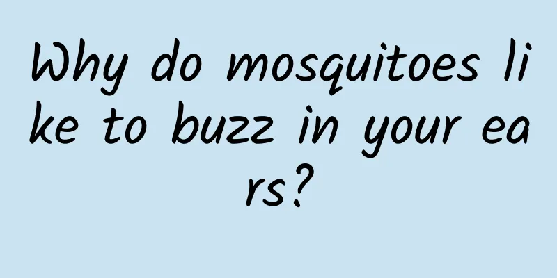 Why do mosquitoes like to buzz in your ears?