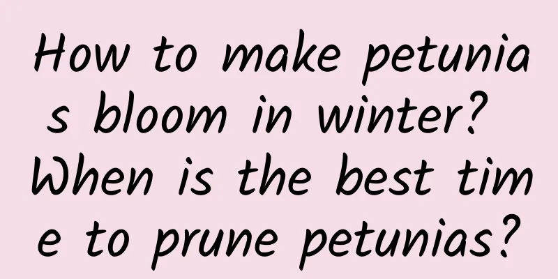 How to make petunias bloom in winter? When is the best time to prune petunias?