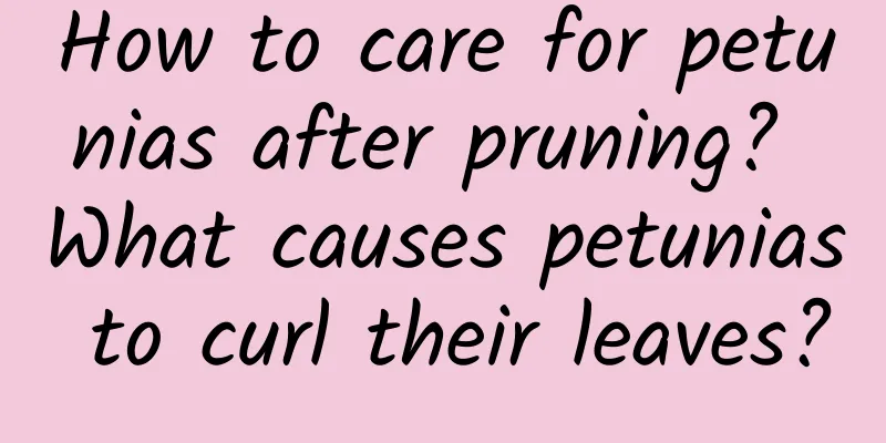 How to care for petunias after pruning? What causes petunias to curl their leaves?