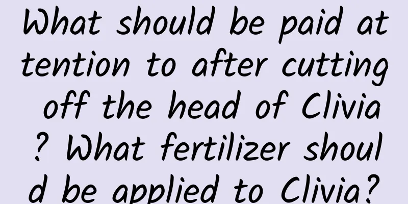 What should be paid attention to after cutting off the head of Clivia? What fertilizer should be applied to Clivia?