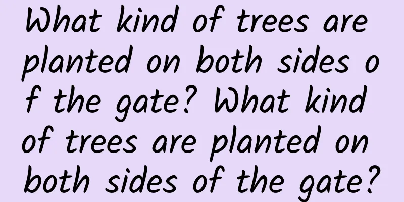 What kind of trees are planted on both sides of the gate? What kind of trees are planted on both sides of the gate?