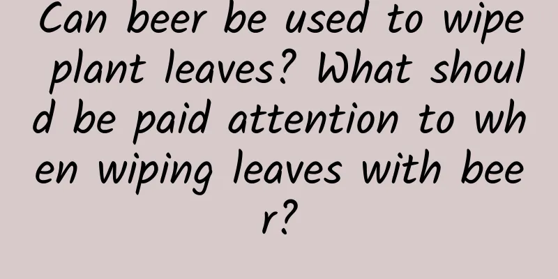 Can beer be used to wipe plant leaves? What should be paid attention to when wiping leaves with beer?