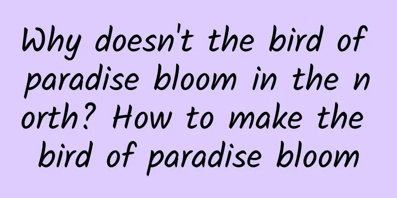 Why doesn't the bird of paradise bloom in the north? How to make the bird of paradise bloom